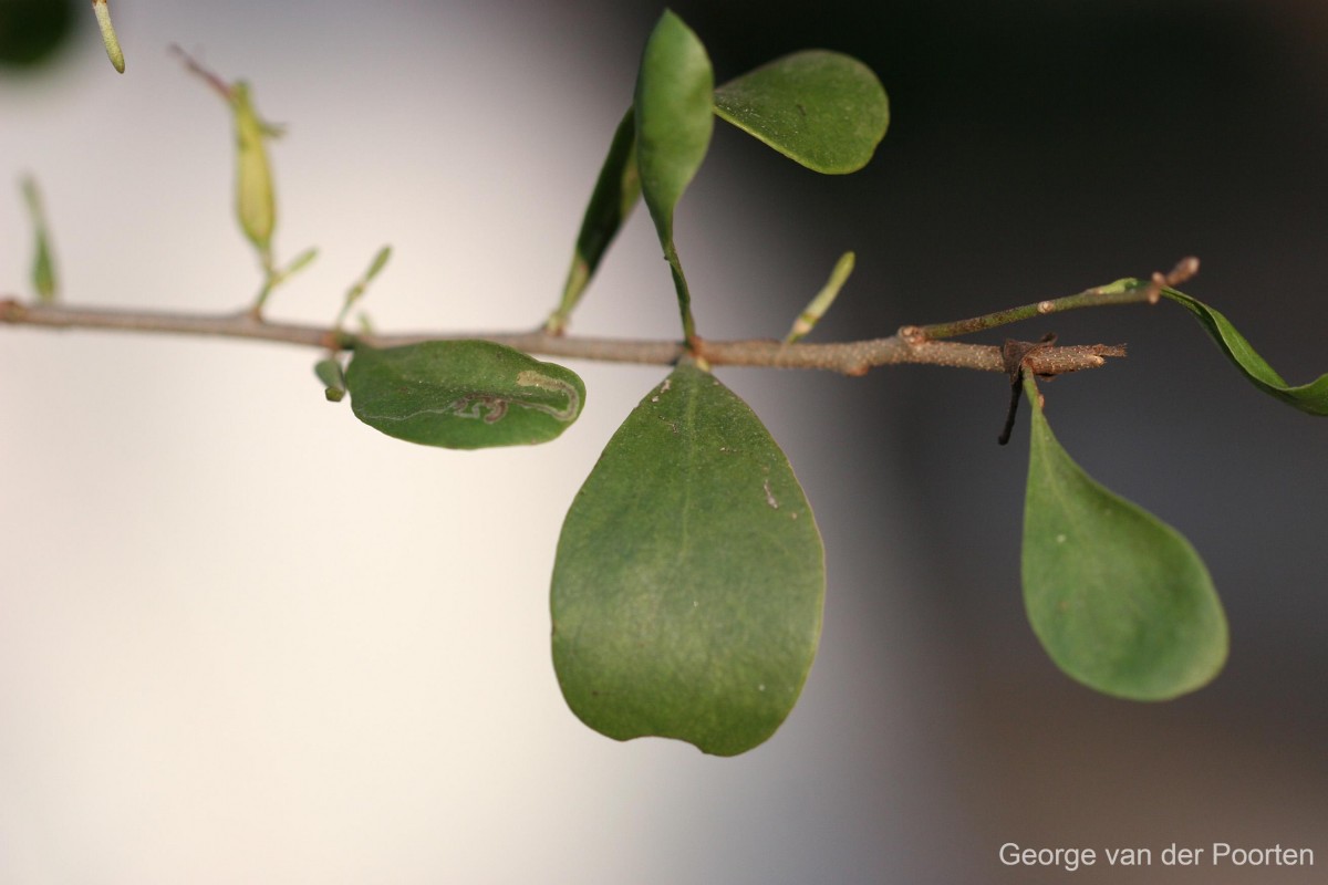 Taxillus cuneatus (B.Heyne) Danser